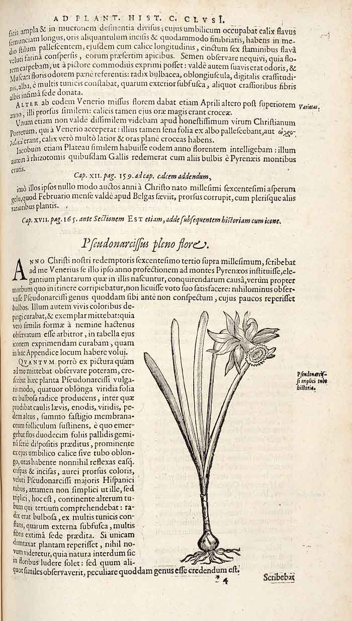 Index Of Sic Clusius Clusius Images Renomma C Es 3 Altera Appendix Ad Rariorum Plantarum Historiam